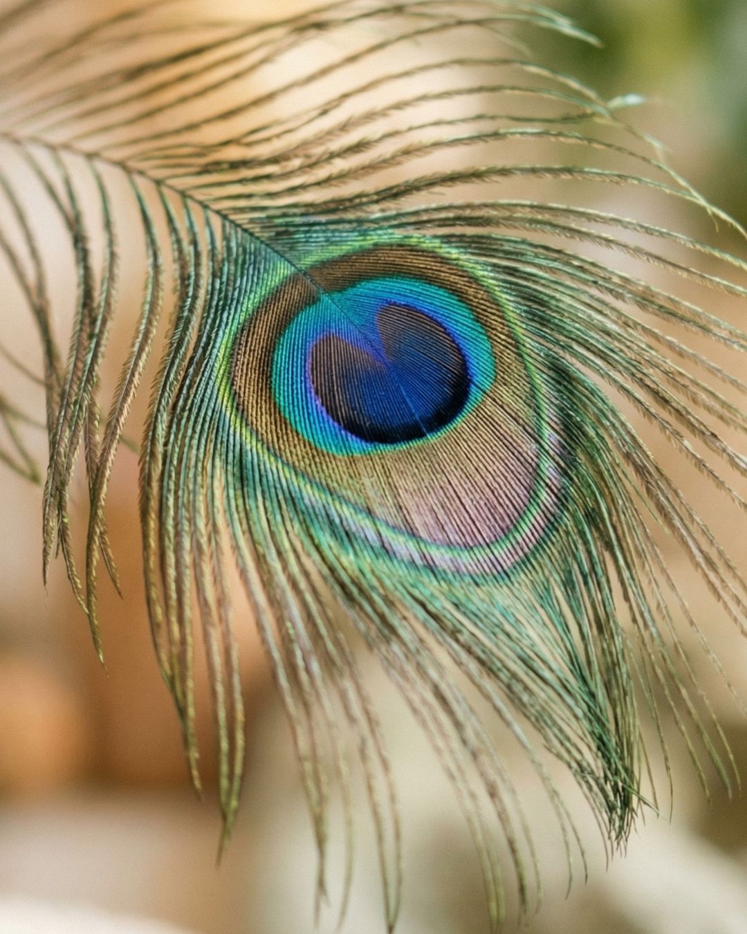 Signature Sensory Journey